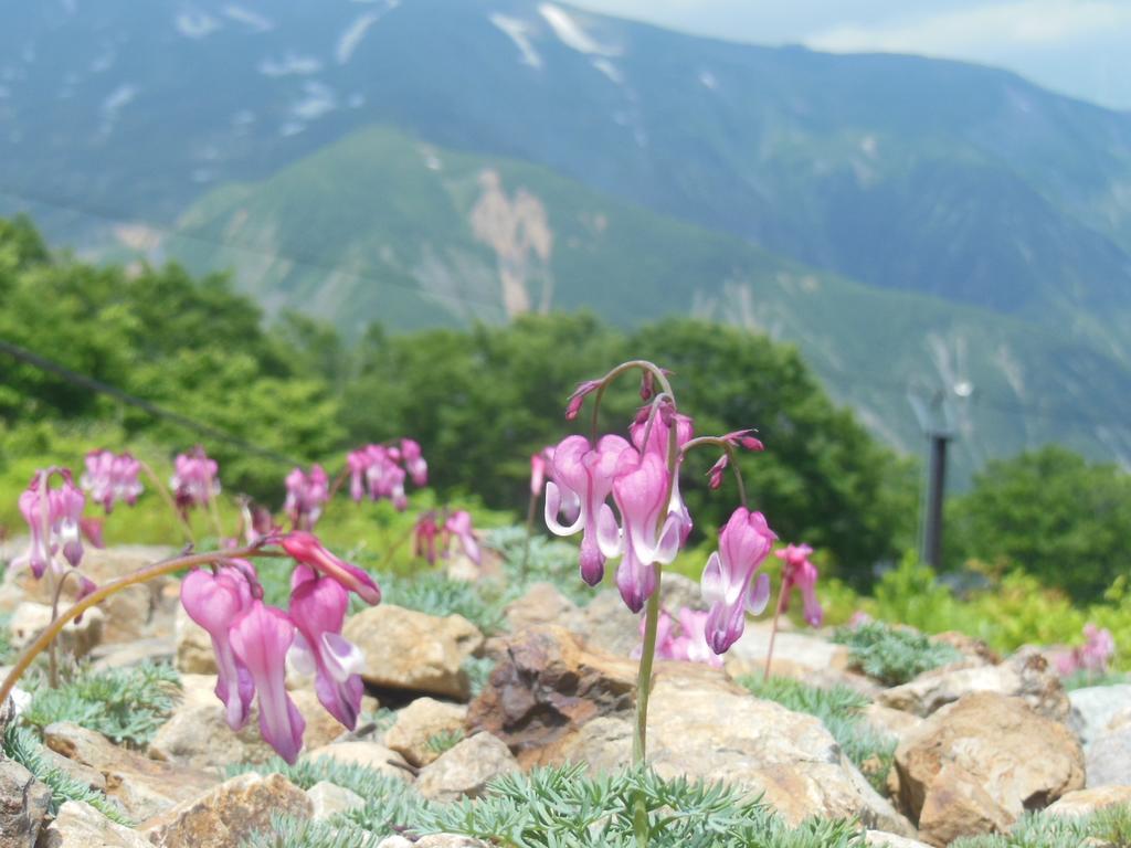 Pension Ciel Хакуба-Мура Экстерьер фото